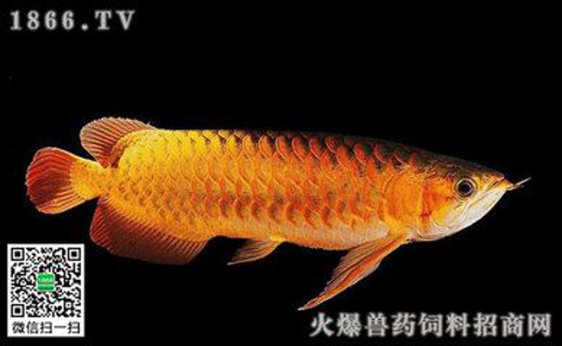 鱼易院饲料